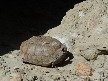 Desert tortoise spotted in Rainbow Basin