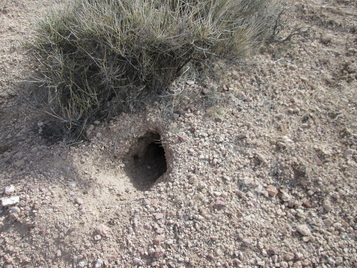 A small burrow in the scrub