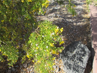 Creosote in bloom
