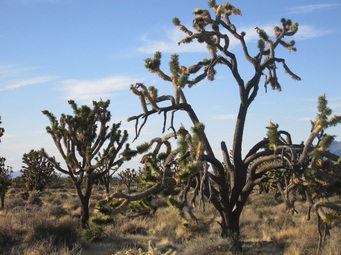 A shot of the largest stand of Joshua Trees